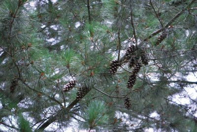 Pinus peuce - borovice rumelská - větve a šišky
